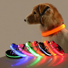 Glow Pup Collar